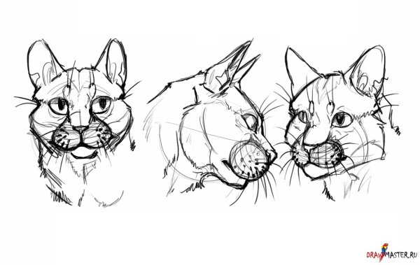 Голова кота сбоку референс
