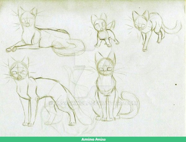 Коты Воители анатомия поз