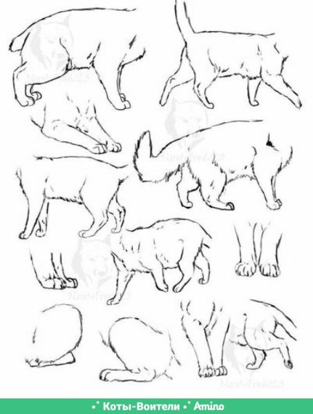 Позы кошек для рисования