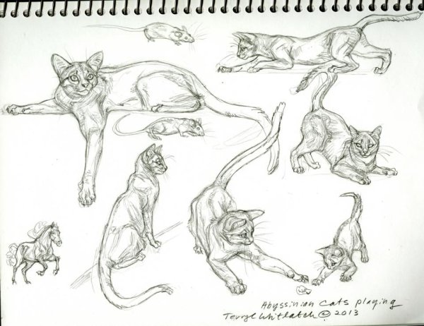 Анатомия котов