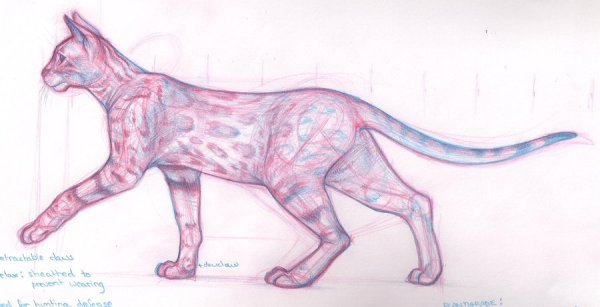 Кошка сбоку референс