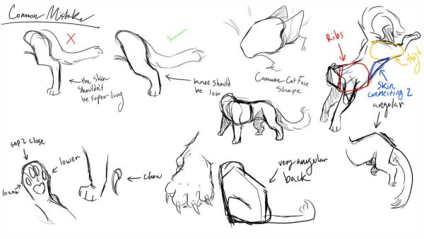 Коты Воители лапы референс