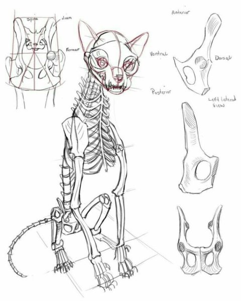 Скелет кошки спереди