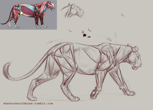 Анатомия животных для рисования кота