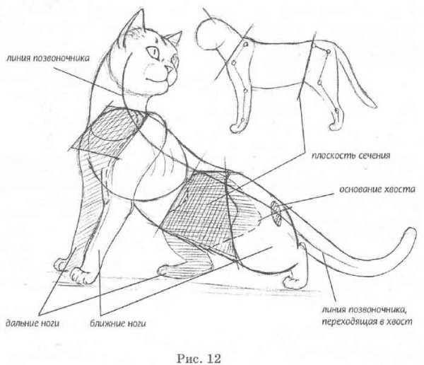 Пропорции кошки для рисования