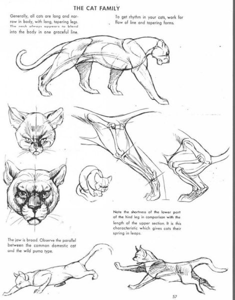 Кошка вид сбоку и спереди референс