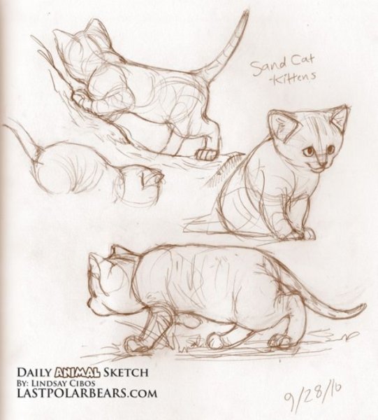 Зарисовки кота лежащего