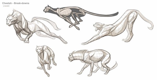 Анатомия кошек референс