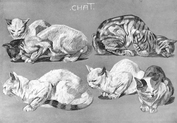 Коты анатомия