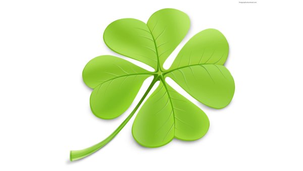 Клевер четырехлистник