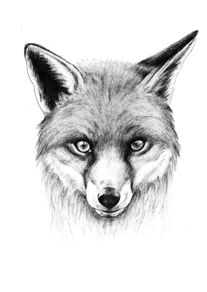 Морда лисы эскиз