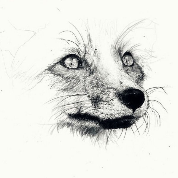 Мордочка лисы эскиз