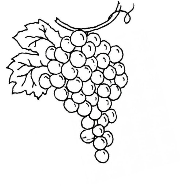 Виноград рисунок Графика
