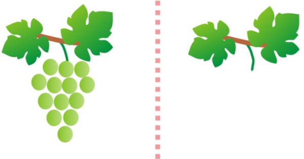 Ветка виноград контур
