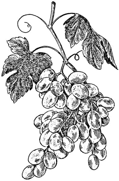 Лист винограда Графика
