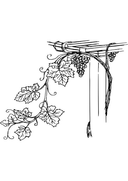 Виноград Изабелла рисунок