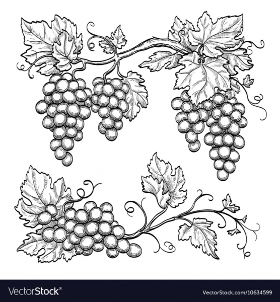 Виноградная лоза DXF