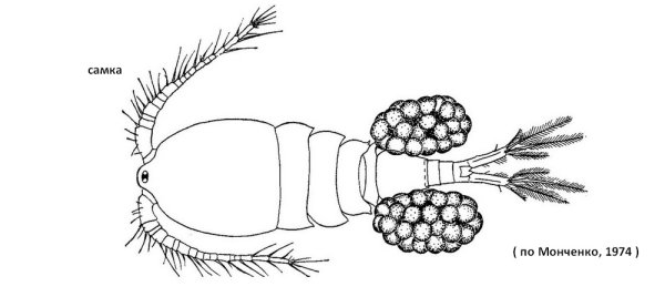 Рачок Циклоп строение