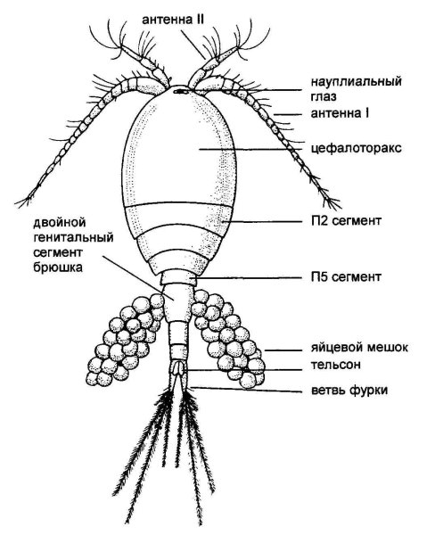 Веслоногий рачок Циклоп строение