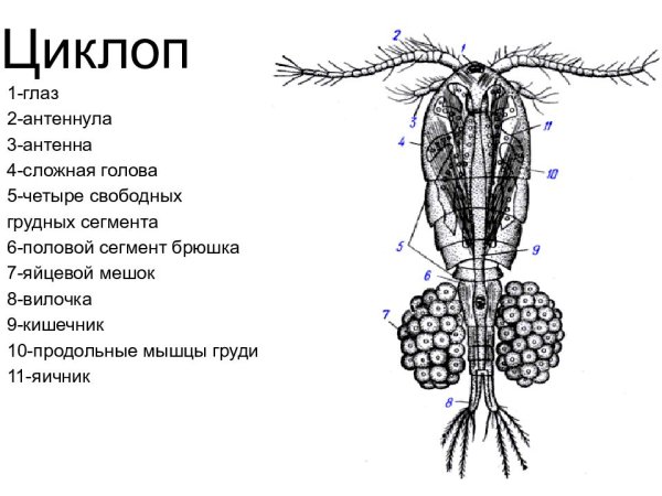Рачки дафнии и циклопы
