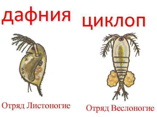 Циклоп биология ракообразные