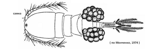 Веслоногие ракообразные Циклоп