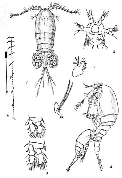 Дафнии циклопы бокоплавы