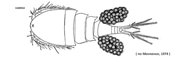 Строение самки циклопа