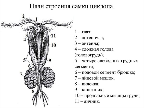 Циклоп ракообразные