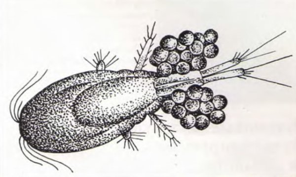 Циклоп биология ракообразные