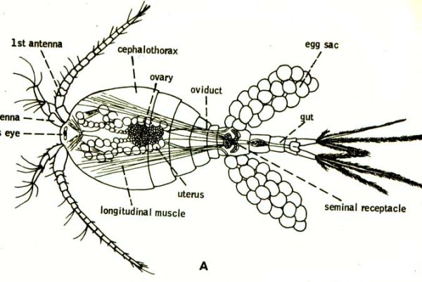 Циклоп ракообразные строение