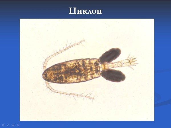 Рачки дафнии и циклопы