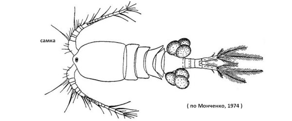. Веслоногие ракообразные схема