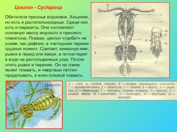 Дафнии и циклопы