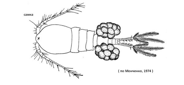 Рачок Циклоп строение