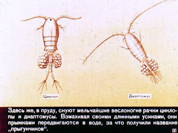 Веслоногий рачок Циклоп строение