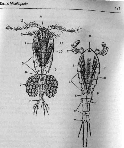Рачок Циклоп строение
