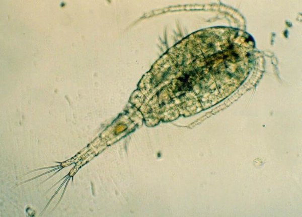 Рачок Циклоп строение