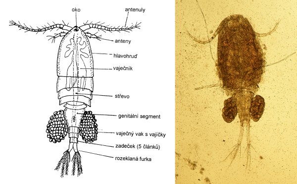 Личинка ракообразных науплиус