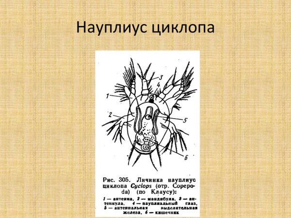 Рачок Циклоп строение