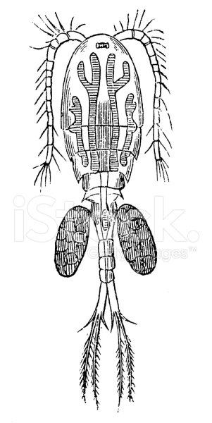 Строение дафнии и циклопа