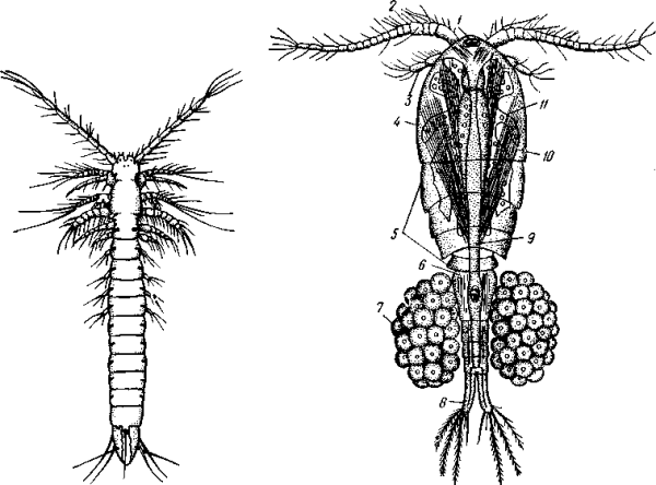 Промежуточный хозяин рачок Циклоп