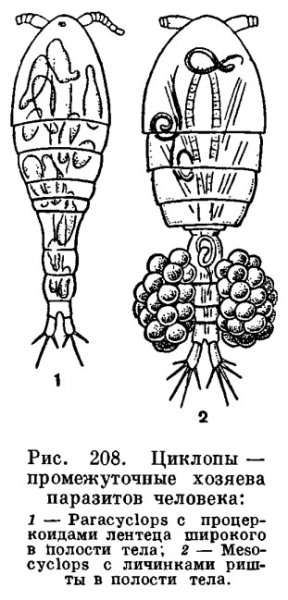 Циклоп ракообразные строение