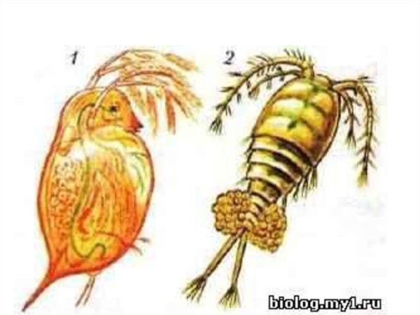 Рачок Циклоп строение