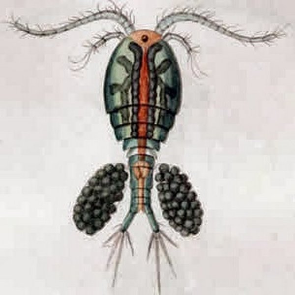 Рачок Циклоп строение