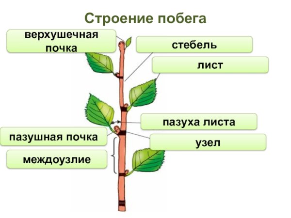 ПАЗУШНАЯ почка древесного побега
