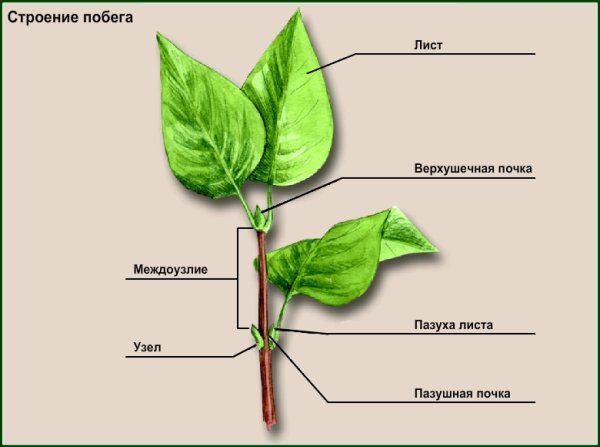 Строение побега цветкового растения