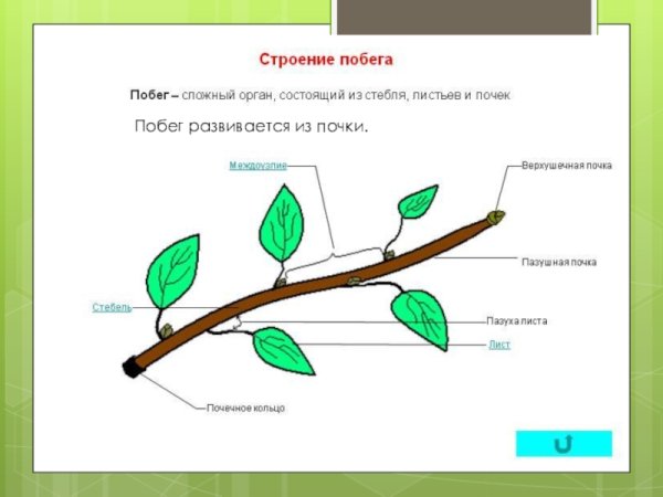 Строение побега покрытосеменных