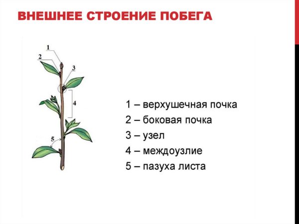 Побег стебель строение и функции почка