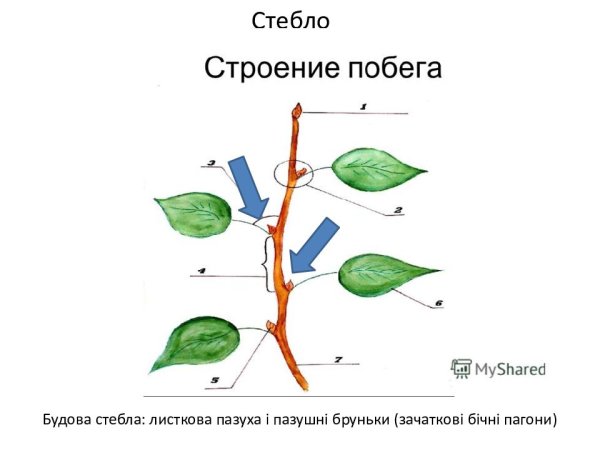 Метамерное строение побега